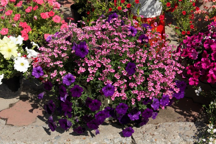 Purple and pink petunias in a planter