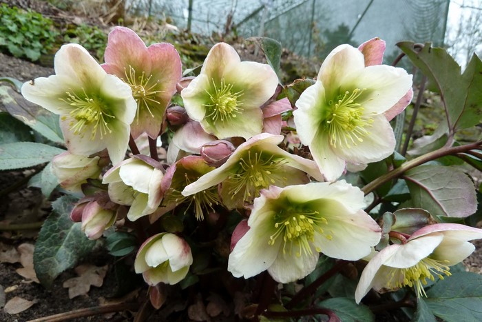 Hellebore flowers in a garden