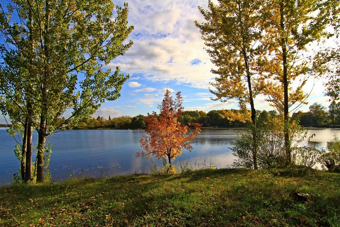 Autumn trees by the river in Russia