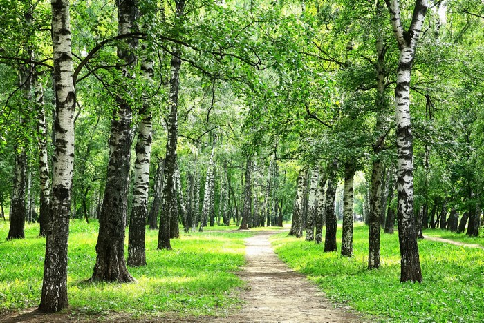 A dirt path winds through a sunlit birch forest in summer.