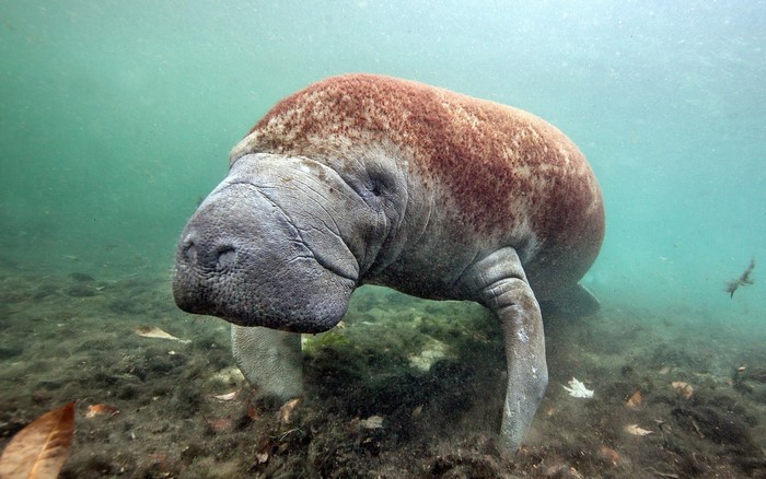 Manatee underwater in murky water
