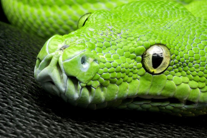 Close-up of a green snake's head and eye