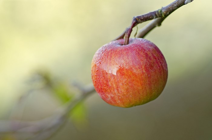 Red apple hanging from a branch