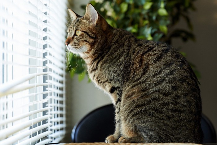 Tabby cat looking out a window