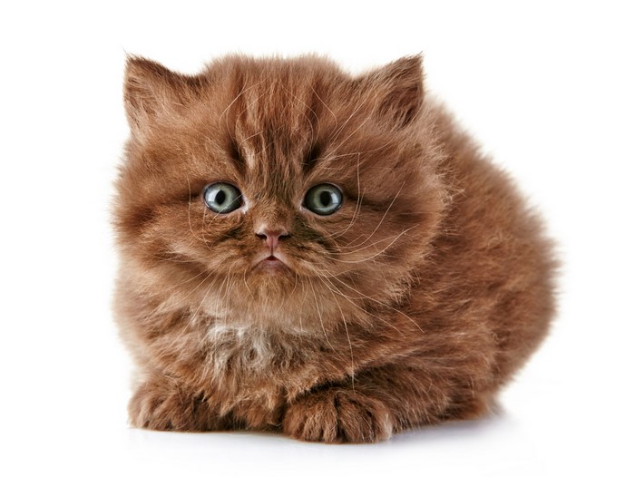 Fluffy brown kitten with blue eyes