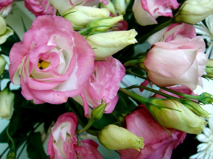 Pink and white Eustoma flowers and buds