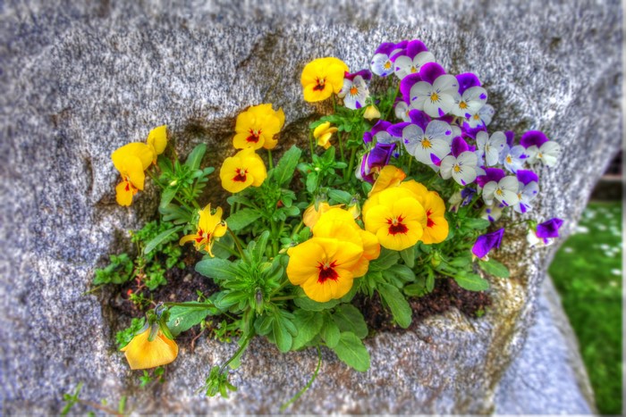 Yellow and purple pansies growing in a rock crevice
