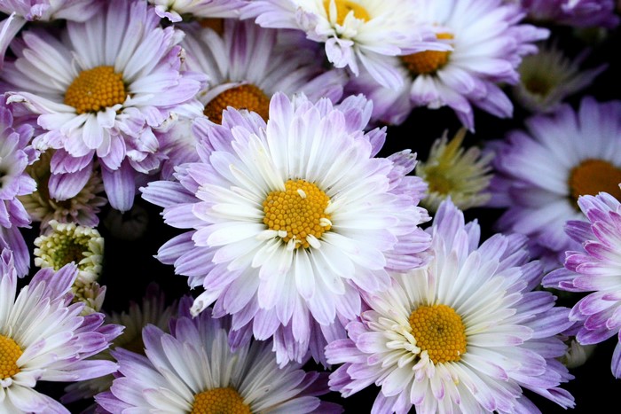 Chrysanthemums closeup