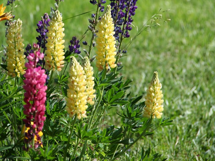 Pink and yellow lupine flowers in a garden