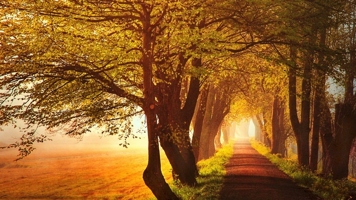 Tree-lined path in autumn sunlight