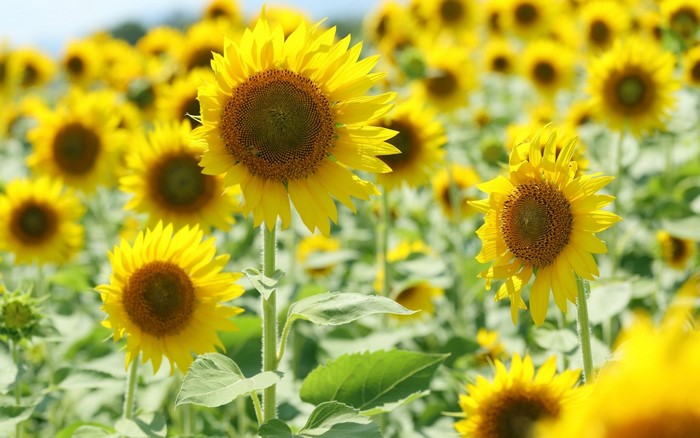 Field of Sunflowers