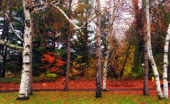 Autumn Birch Trees with Colorful Foliage