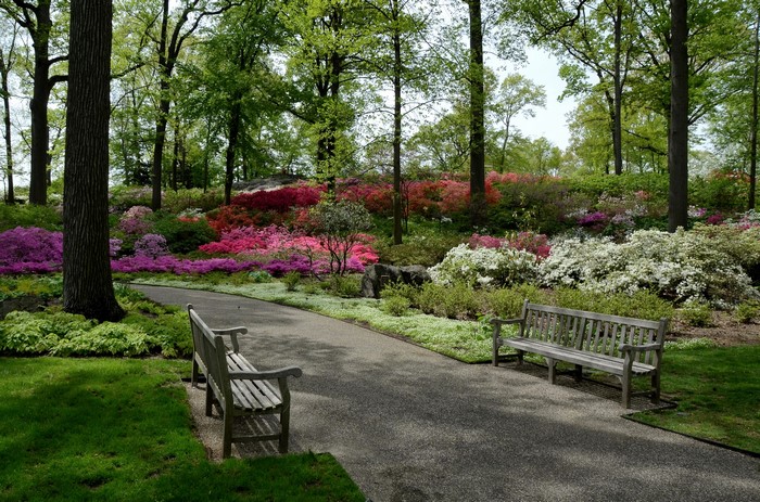 Azalea Garden with Benches in New York City