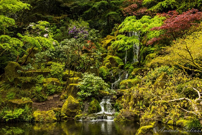 Waterfall in a lush Japanese Garden with colorful trees