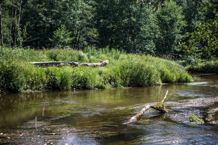 River flowing through a forest in Belarus