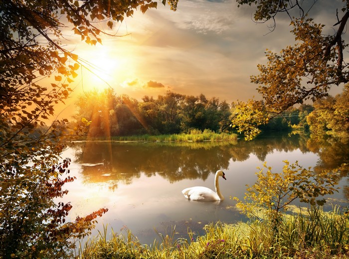 Swan on a lake during autumn sunset