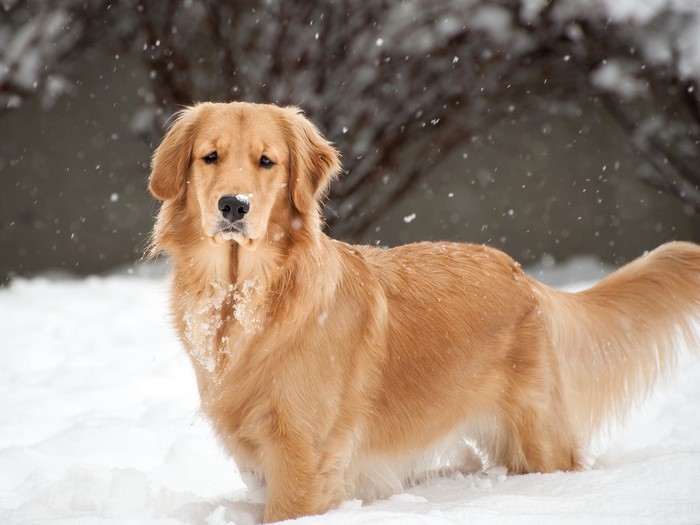 Golden Retriever dog in the snow