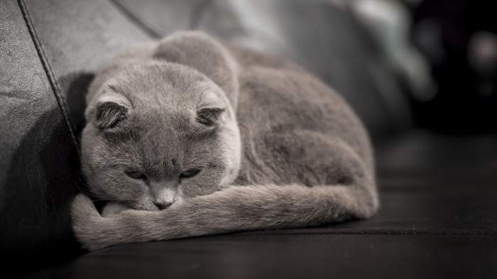 Grey Scottish Fold cat sleeping on a couch