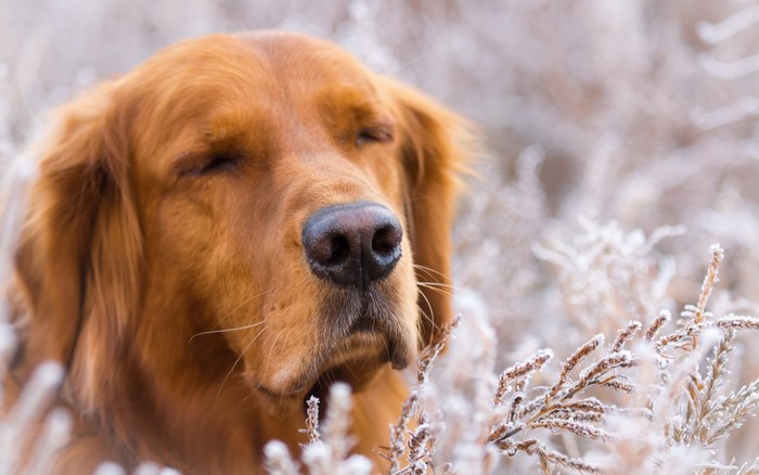 Golden Retriever dog with eyes closed in frosty foliage