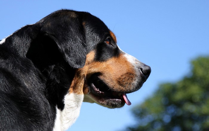 Dog's head in profile against blue sky