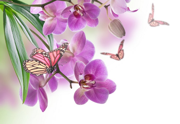 Orchids and Butterflies