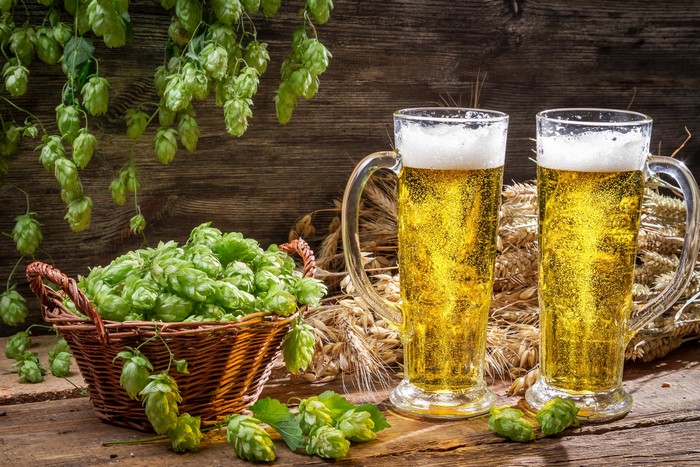 Two glasses of beer with hops and wheat
