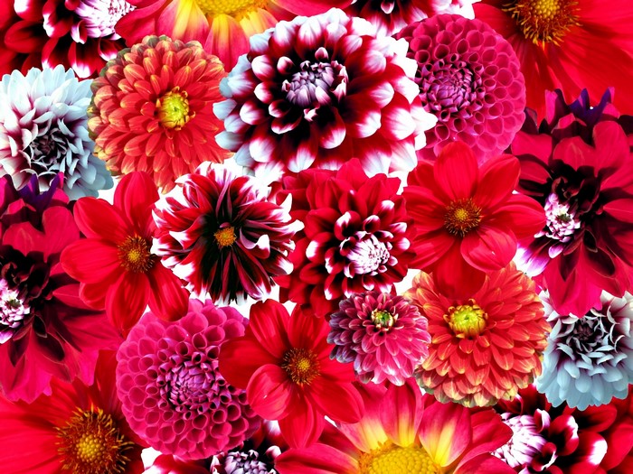Many red dahlias in a close-up view