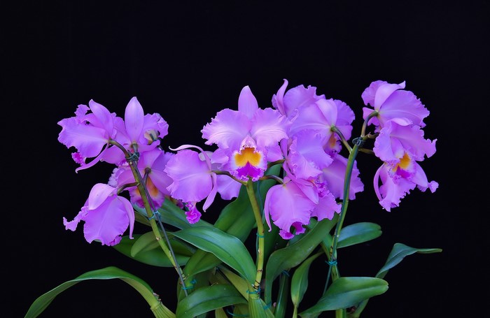 Purple Cattleya Orchids with Yellow and Pink Centers