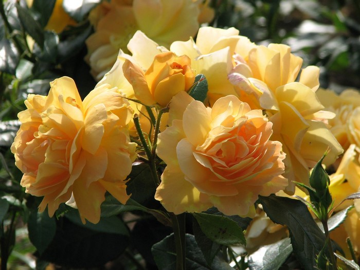 Yellow Roses in Bloom