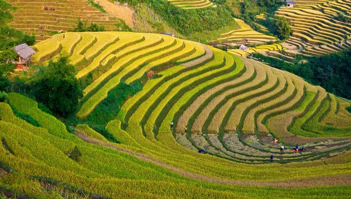 Terraced rice fields in a mountainous region
