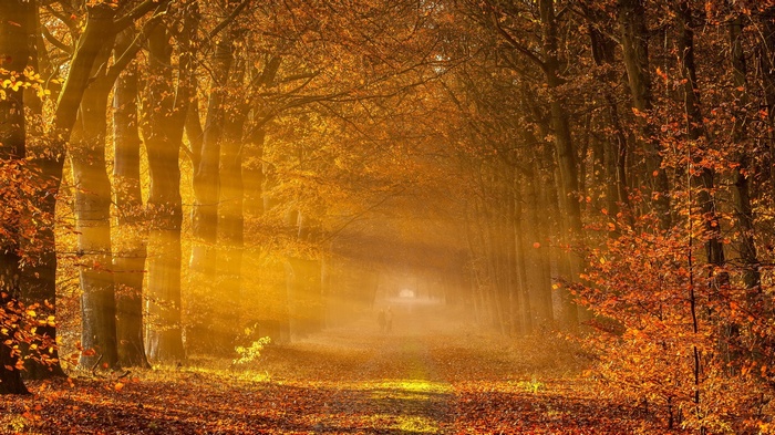 Sunbeams through autumn trees on a forest path