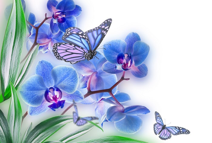 Blue Orchids and Butterflies