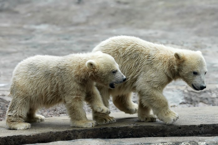 Two polar bear cubs walking