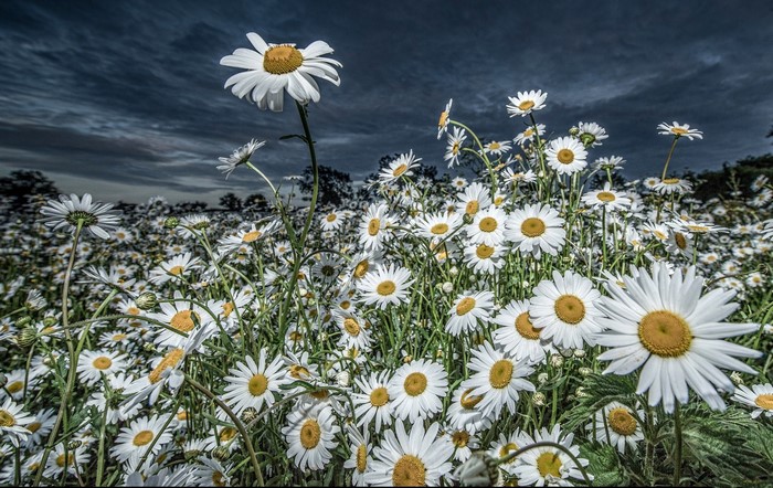 Field of daisies under a dark sky