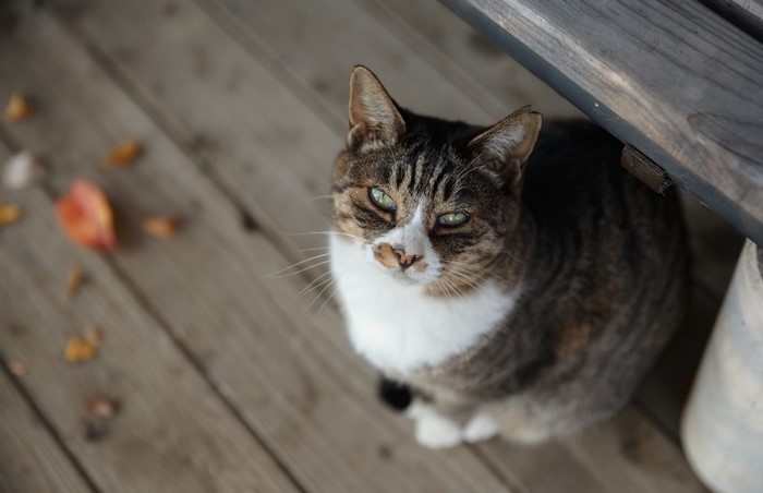 Tabby cat sitting on wooden planks