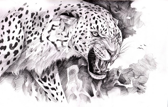 Pencil drawing of a snarling jaguar