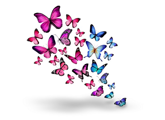 Butterflies