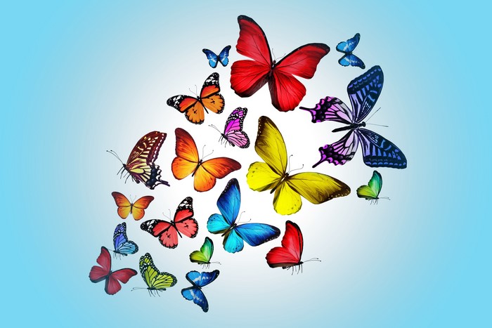 Butterflies