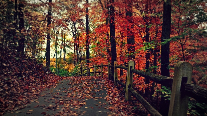 Autumn forest path with wooden fence and fallen leaves