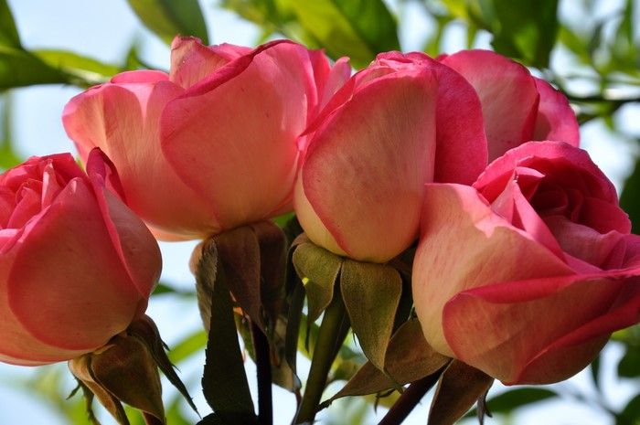 Close-up of pink roses with green leaves