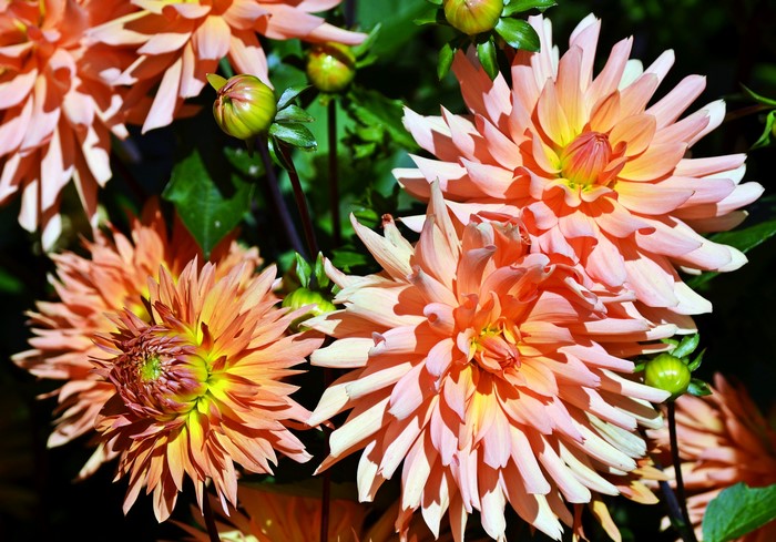 Close-up of pink and orange Dahlias with buds