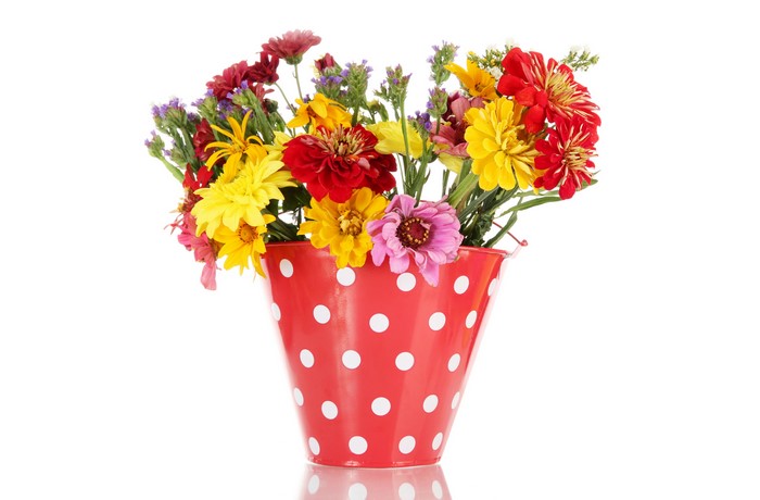 Colorful Zinnias in a Polka Dot Bucket