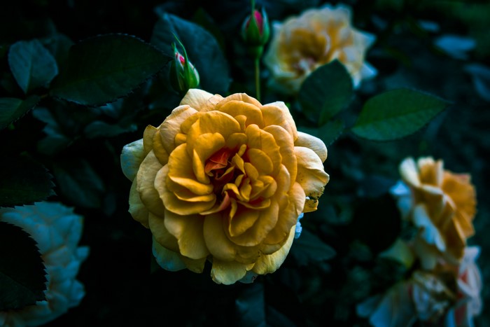 Yellow roses and buds in a garden