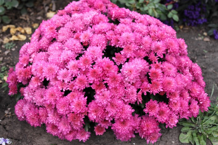A bush of pink chrysanthemums in the garden