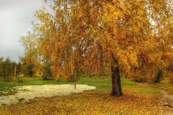 Autumn park with birch trees and fallen leaves