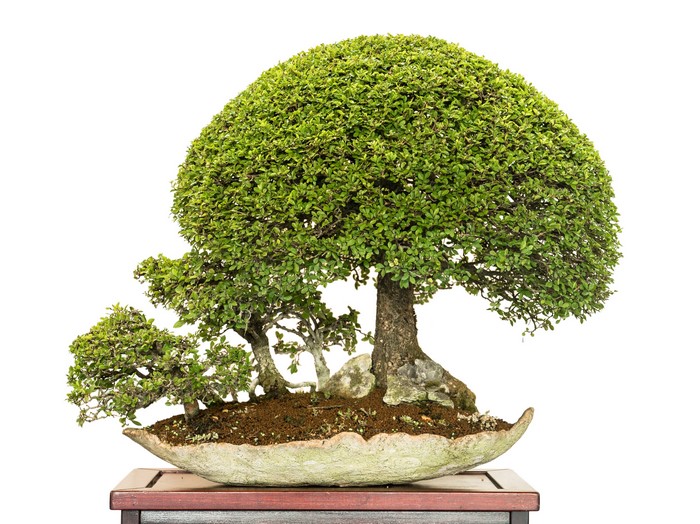 Bonsai trees in a shallow pot