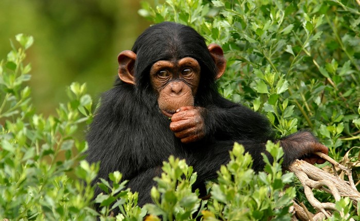 Young chimpanzee eating in green foliage