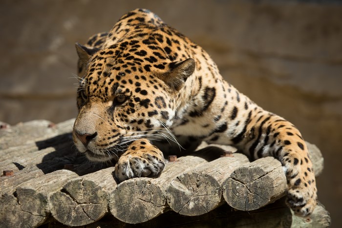 Jaguar resting on wooden platform