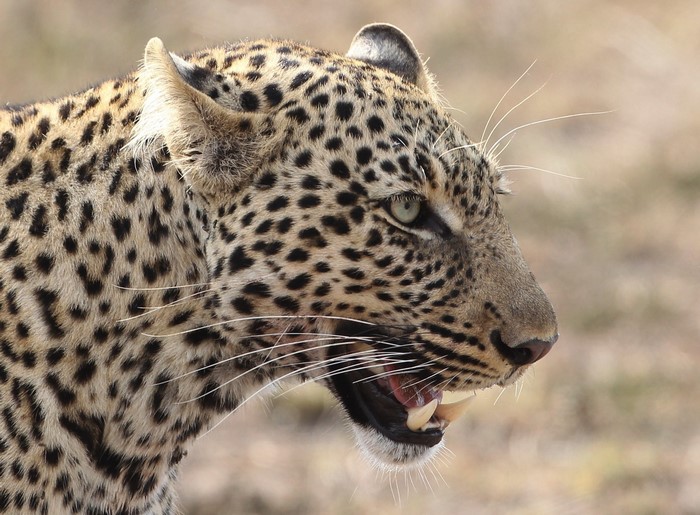 Leopard with open mouth and sharp teeth