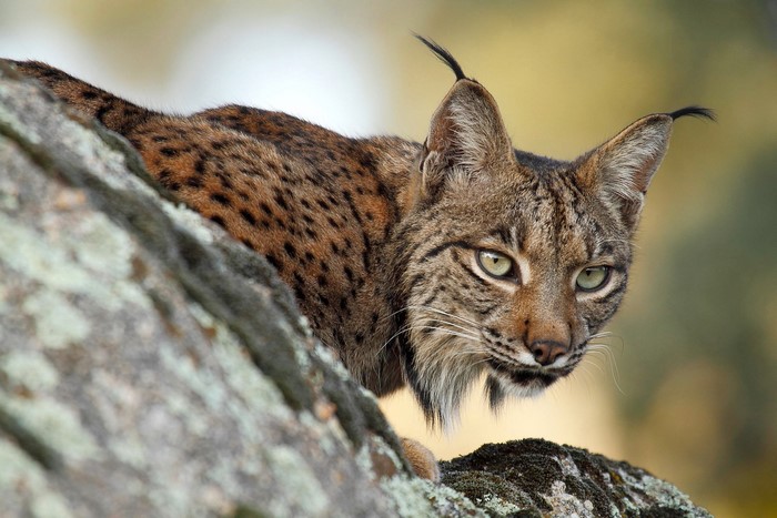 Iberian lynx peeking from behind a rock